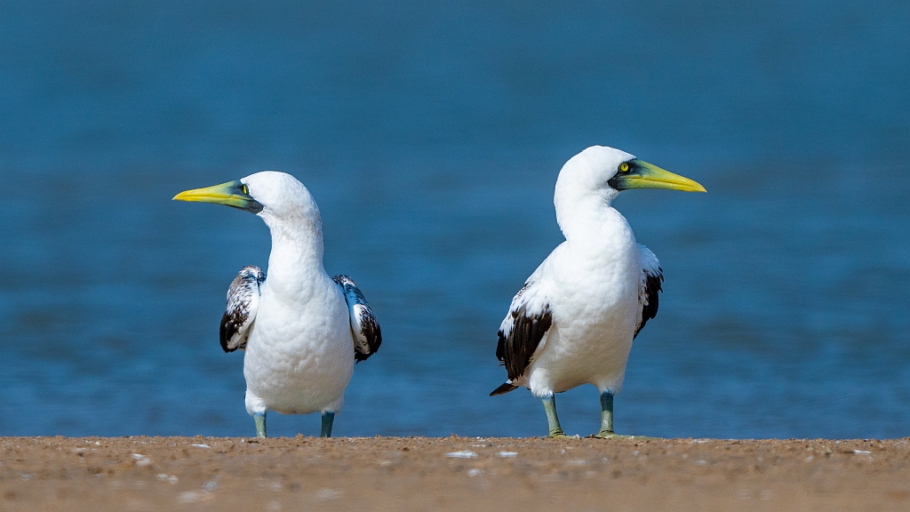 Masked Booby 